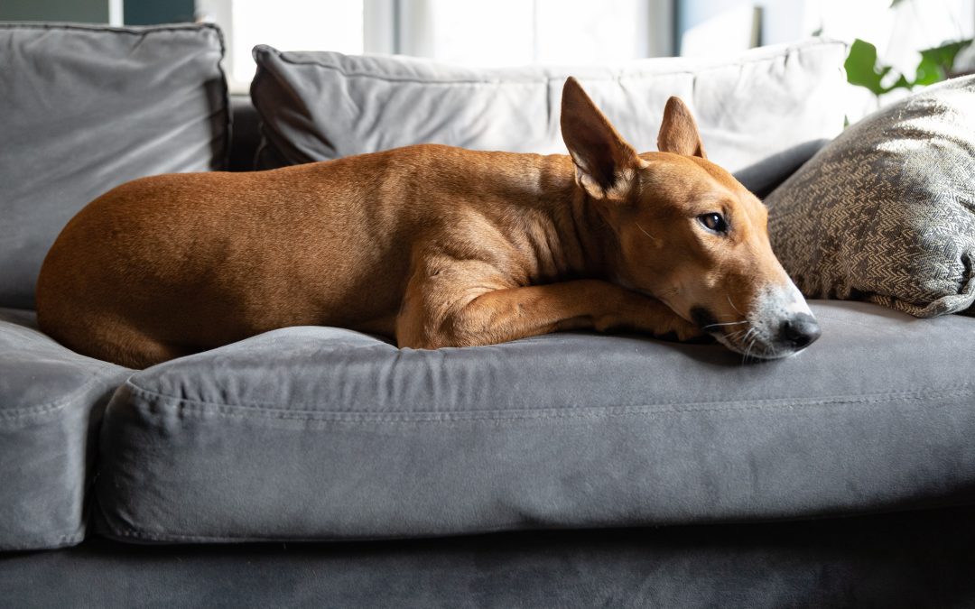 Natural Anxiety Treats for Dogs That Work