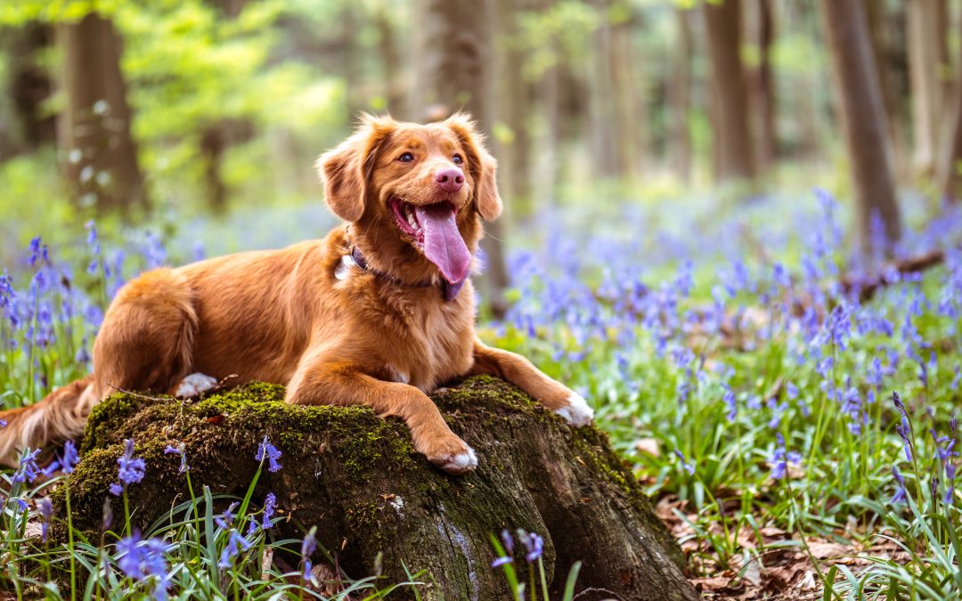 From Restless to Relaxed: The Power of Source CBD Oil for Dogs
