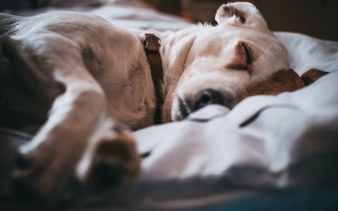 Exploring the Benefits of CBD for Dogs’ Sleep